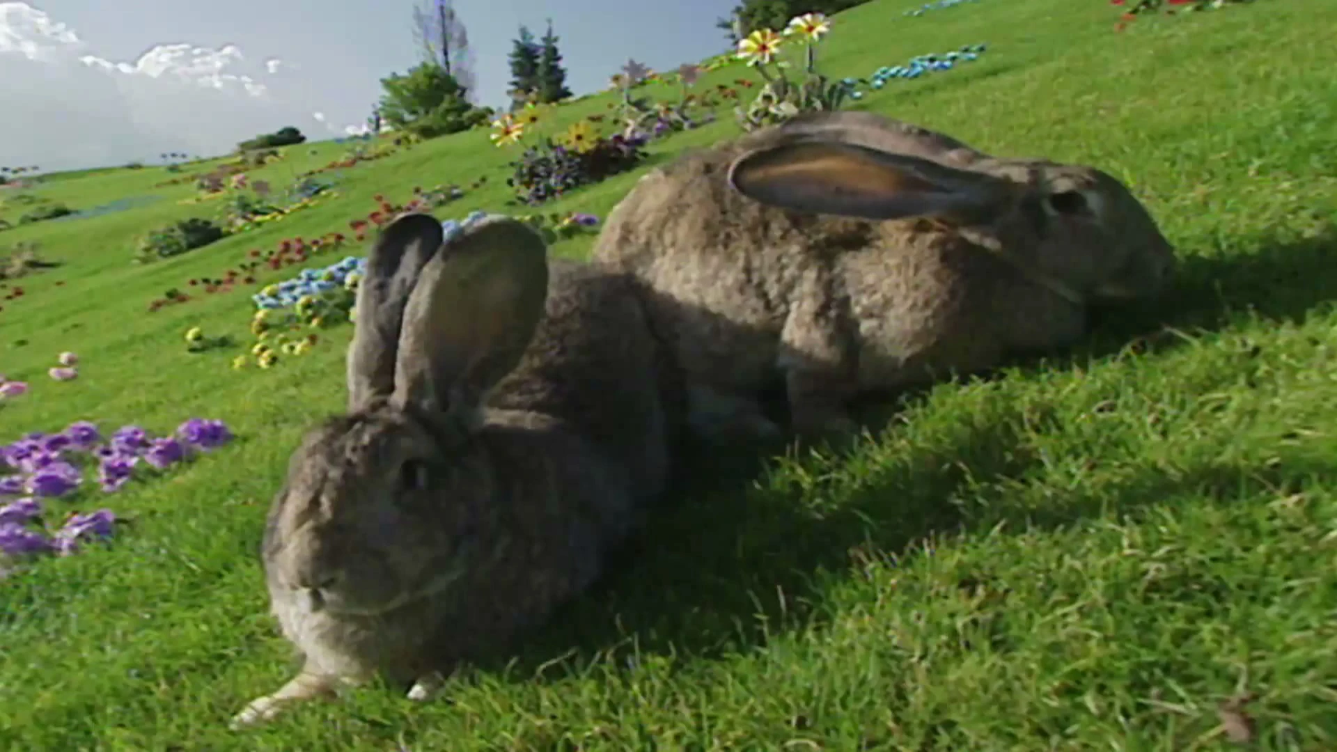 Image Field2.jpg Teletubbies Wiki Fandom powered by Wikia