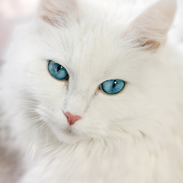 White Cat With Blue Eyes