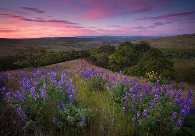 File:Meadow.jpg