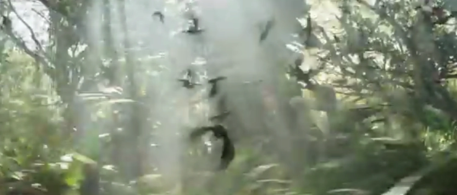 Jabberjay The Hunger Games Wiki FANDOM powered by Wikia