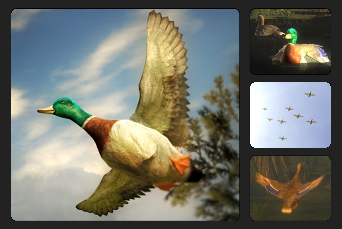 Mallard Duck | The Hunter Wikia | FANDOM powered by Wikia