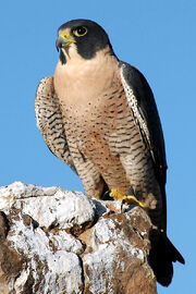 PeregrineFalconAnatum