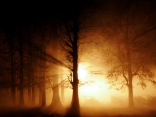 File:Ghost-fog-in-woods 1024x768 25597.jpg