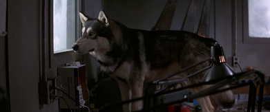 dog thing norwegian 1982 wikia