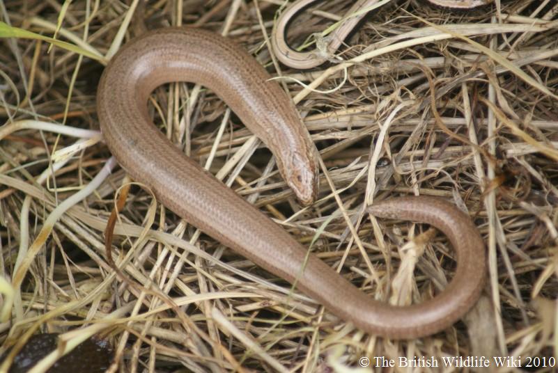 Slow Worm | British Wildlife Wiki | FANDOM powered by Wikia