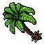 coconut palm-2726