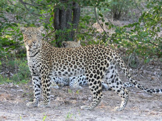 Leopard | Tier Lexikon Wiki | Fandom powered by Wikia