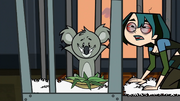 Australia gwen hungry koala