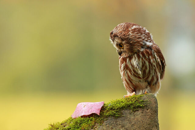 File:Owl and Leaf.jpg