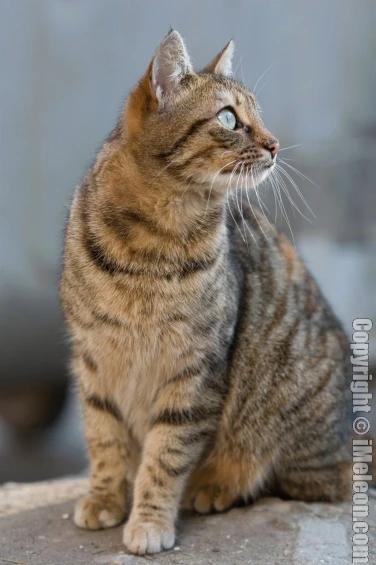 Analytical writing prompts picture