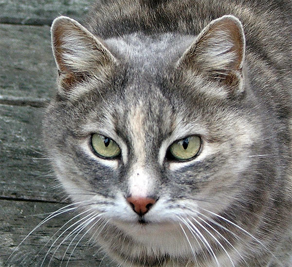 Warrior Cats Grey Cats Warrior Cats Grey Cats