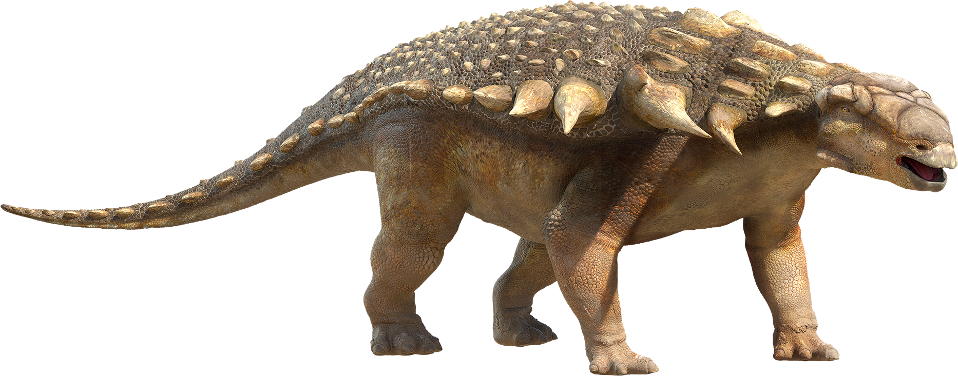 types of ankylosaurus