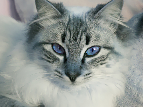 http://vignette4.wikia.nocookie.net/warrior-cats-rpg/images/8/87/Eeisbl%C3%BCte.jpg/revision/latest?cb=20120426141446&path-prefix=de