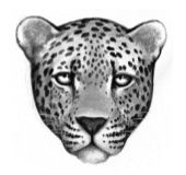 LeopardenClan Latest?cb=20120713182412&path-prefix=de
