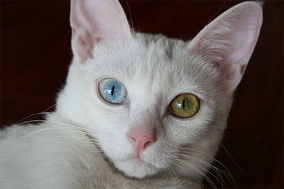 My Cats Eyes Changed Color My Cats Eyes Changed Color