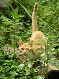 1agingercat