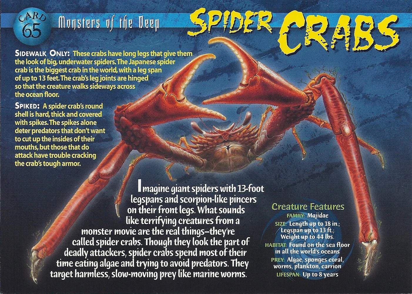 Image Spider Crabs front.jpg Wierd N'wild Creatures Wiki Fandom