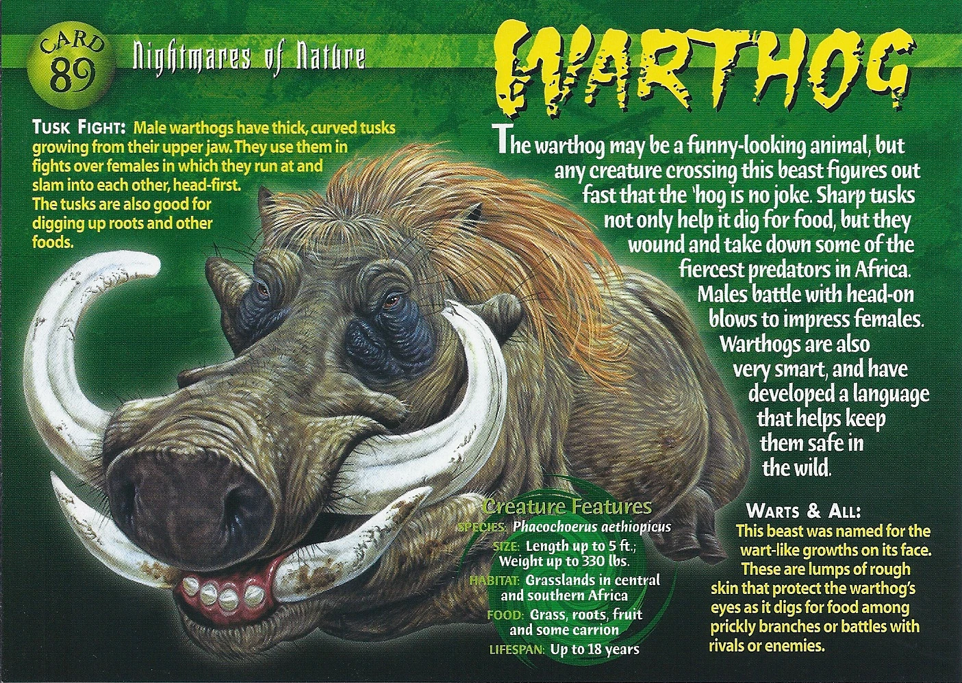 Image - Warthog front.jpg | Wierd N'wild Creatures Wiki | Fandom