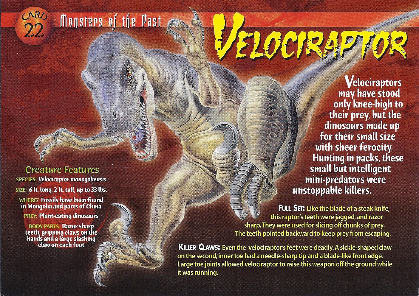 information about velociraptor