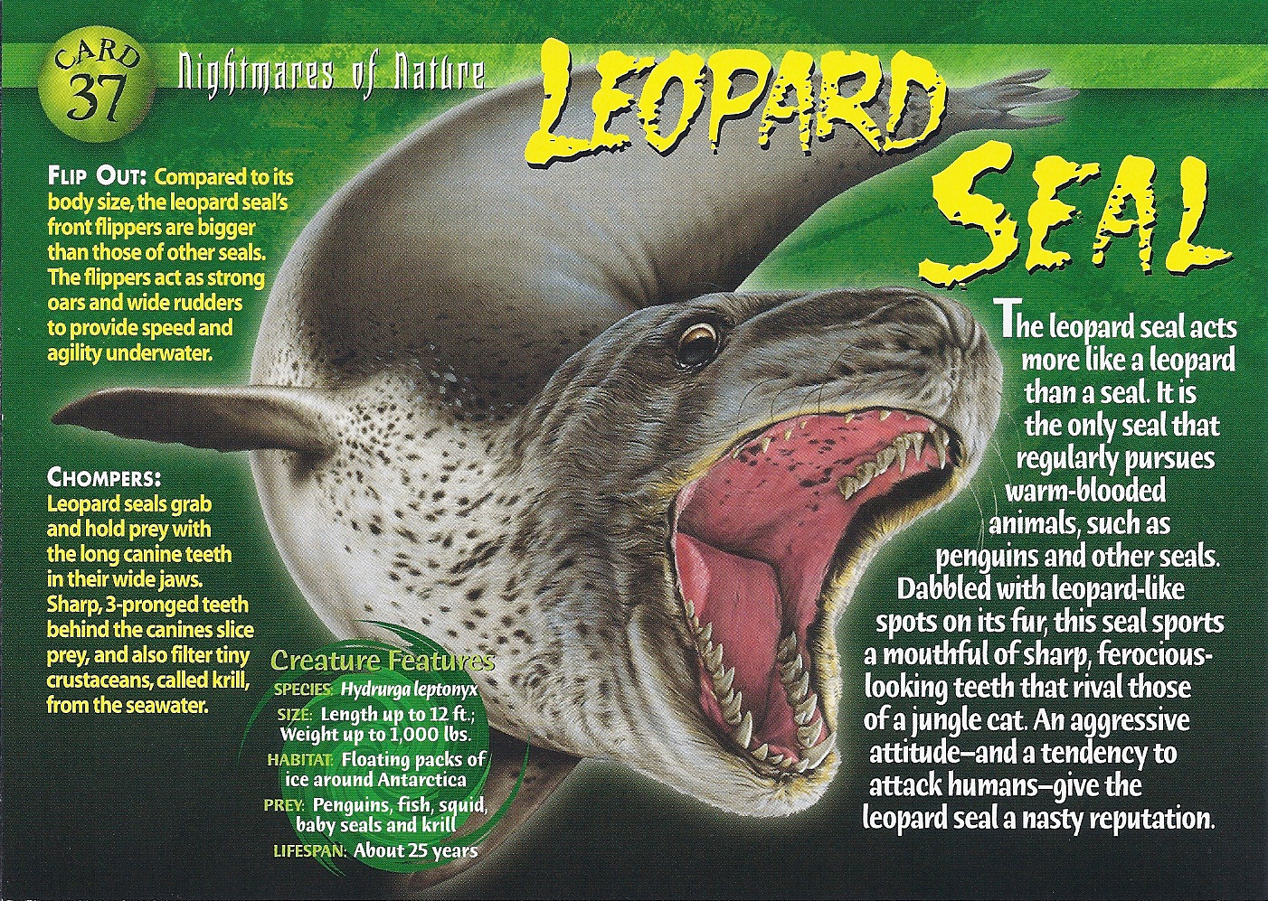 Category Pinnipeds Wierd N wild Creatures Wiki Fandom Powered By Wikia Category Pinnipeds Wierd N wild Creatures Wiki Fandom Powered By Wikia