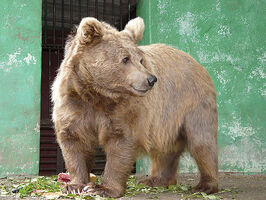 Oso himalaya.jpg