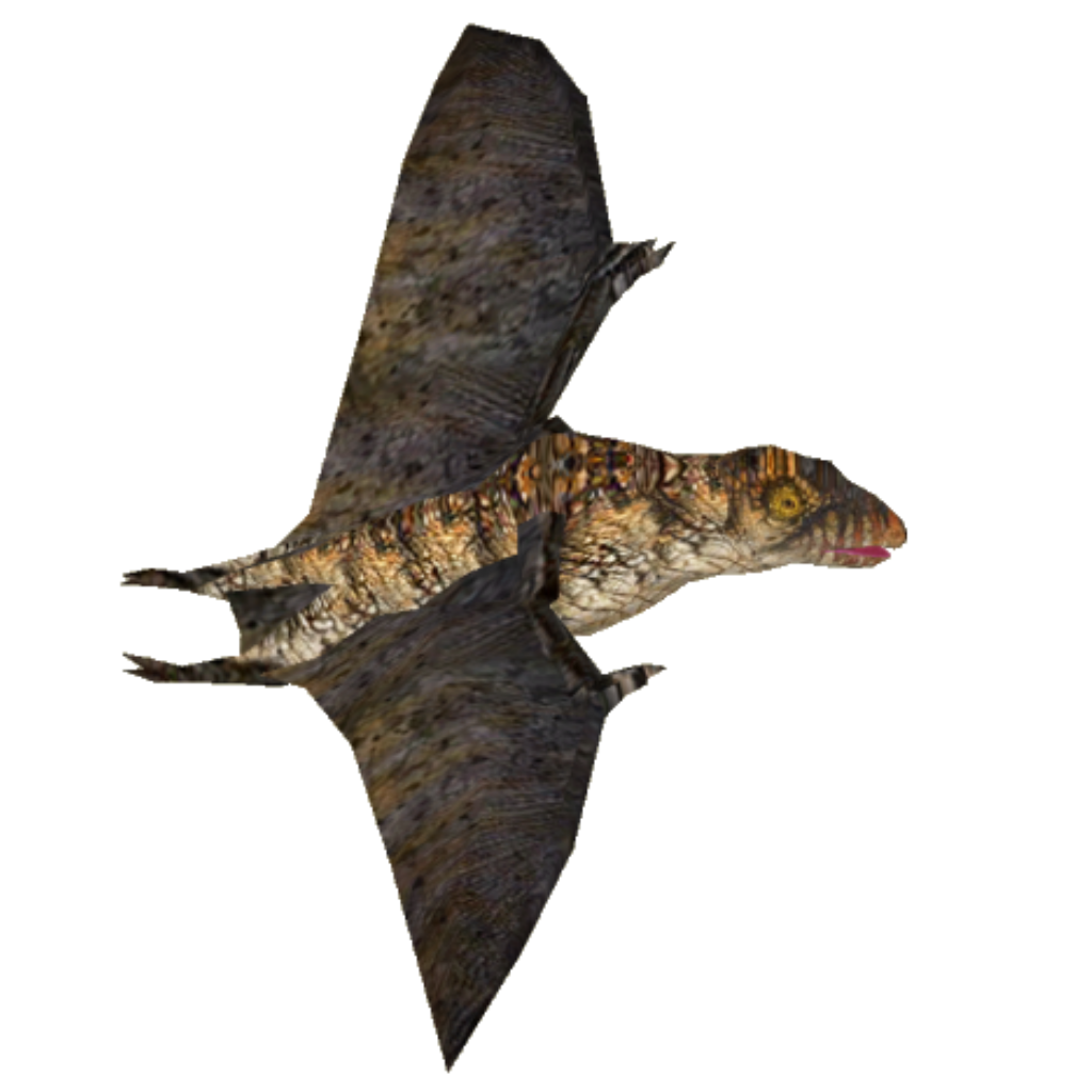 dendrorhynchoides