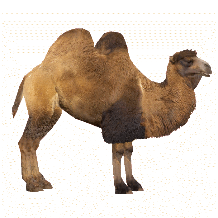a look at two humped bactrian camel of central asia Dromedary, or arabian, camels have one hump and live in the middle east and northern africa, while bactrian camels have two humps and live in central asia arabian camels are domestic animals there are two separate types of bactrian camels: wild and domestic as of 2014, there are less than 1,000 . a look at two humped bactrian camel of central asia Dromedary, or arabian, camels have one hump and live in the middle east and northern africa, while bactrian camels have two humps and live in central asia arabian camels are domestic animals there are two separate types of bactrian camels: wild and domestic as of 2014, there are less than 1,000 .