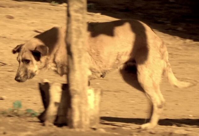 File:7x00 dog.jpg
