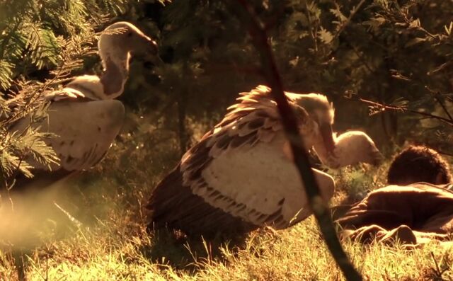 File:7x00 vultures.jpg