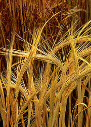 Barley(Brown)