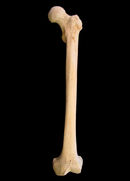 Real Bone