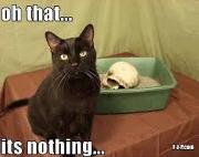 File:180px-Cat2.jpg