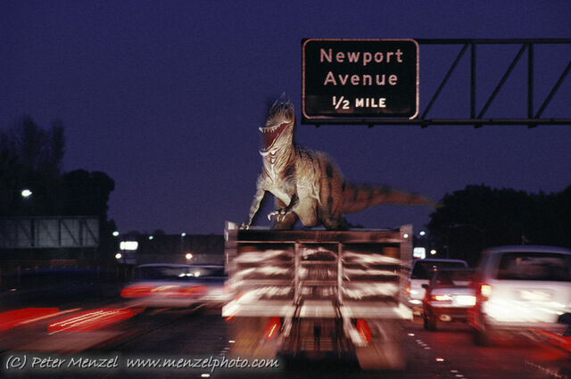 File:Allosaurus transport.jpg