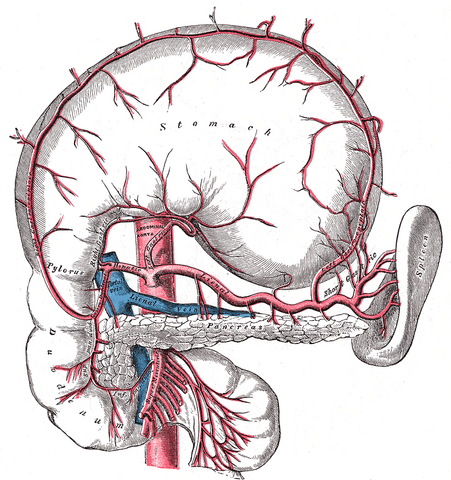 File:Grays pancreas.png