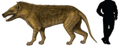 Hyaenodon.jpg