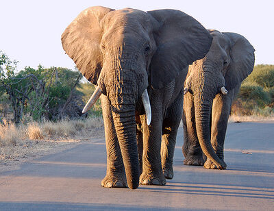 Elefante carretera