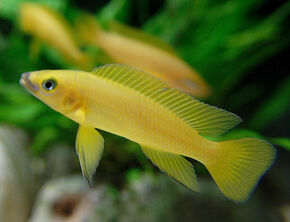 Neolamprologus-leleupi.jpg