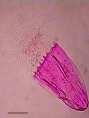 250px-Spinoloricus