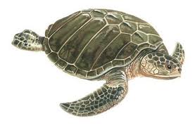 Tortuga kempi.jpg