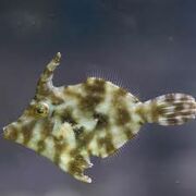 Tomentoso.jpg
