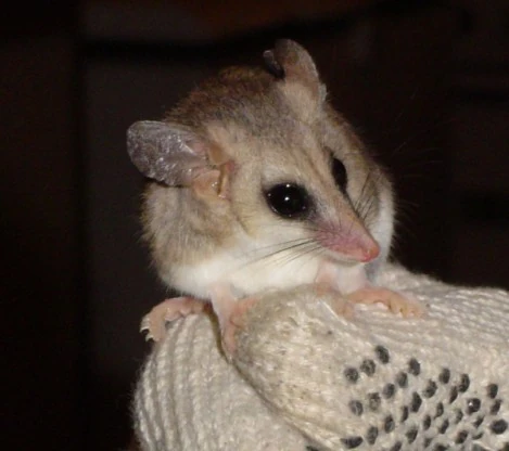 Resultado de imagen para marmosa