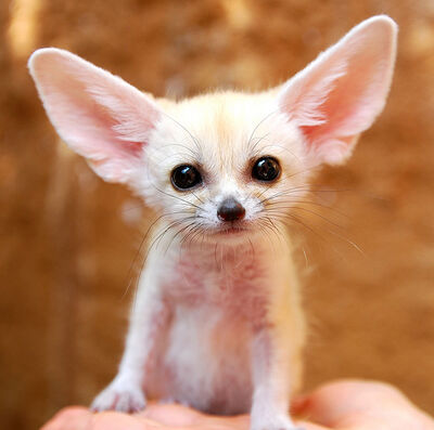 Fennec1.jpg