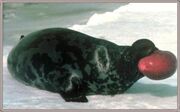 2803090150 foca casco 3 thl