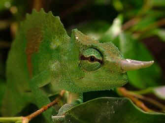 Montium1.jpg