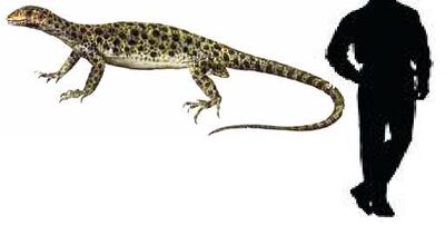 Araeoscelis.jpg