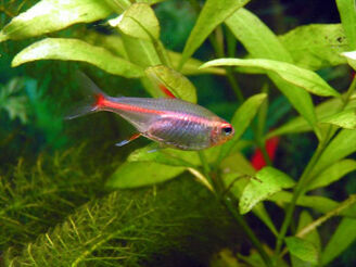 Hemigrammus-erythrozonus.jpg