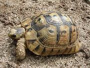 230px-Nabeulensis sarda