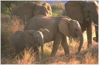 Elefante.jpg
