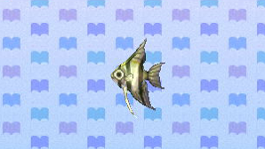 File:298px-Angelfish.png