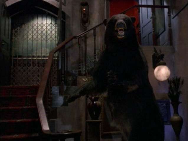 File:Afn bear close.jpg